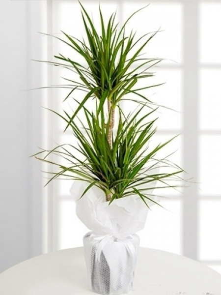 Saksıda 2 Gövdeli Dracena Marginata 100 cm