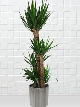 Saksıda Yuka ( Yucca ) 5 Köklü 2 Metre