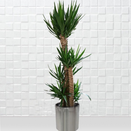 Saksıda Yuka ( Yucca ) 5 Köklü 2 Metre