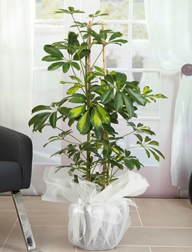 Şeflera ( Schefflera) Saksı Çiçeği 90 - 120 cm