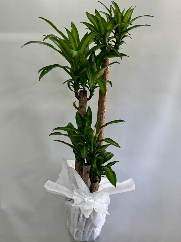 4 Dallı Dracena Massengena 150 cm