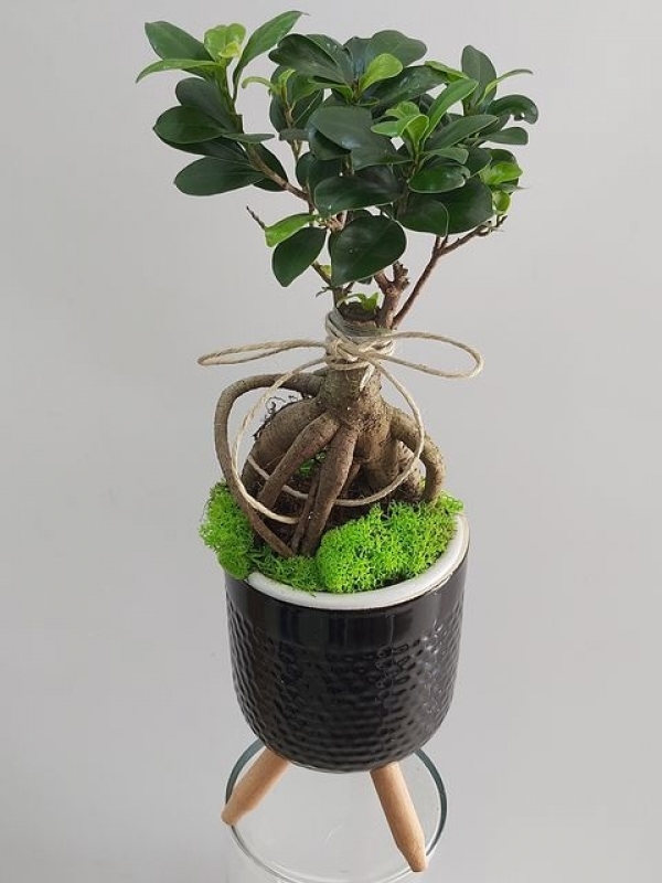 Ayaklı Saksıda Bonzai ( Ficus Bonsai )