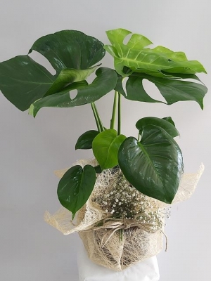 Saksıda Deve Tabanı ( Monstera ) 65 cm