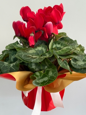 Kırmızı Cyclamen ( Sıklamen )