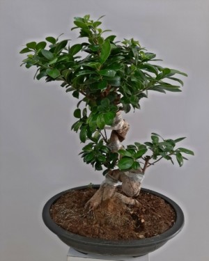 Ficus Bonsai Ginseng 100 - 110 cm